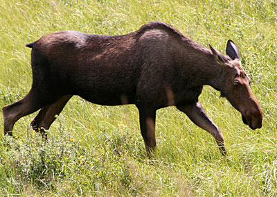 Moose in Kananaskis
